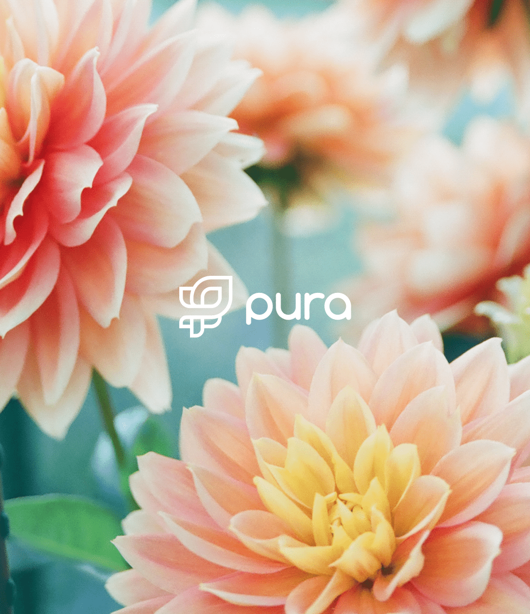 Pura